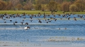 069_Biebrza - kwiecien 2011